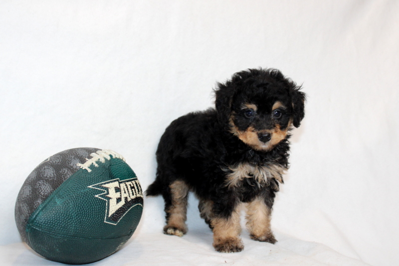 puppy, for, sale, Mini Bernedoodle F2, Matthew B. Stoltzfus, dog, breeder, Gap, PA, dog-breeder, puppy-for-sale, forsale, nearby, find, puppyfind, locator, puppylocator, aca